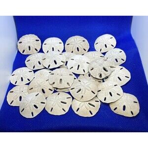 Sand Dollars lot of 50 Texas Coast Medium sized nautical, beach, decor, crafts,